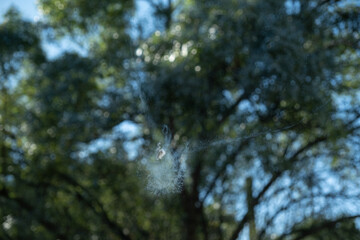 Collision mark or impact of a pigeon, against a large window of a country house. The bird has left its silhouette in the glass and a remnant of its feather. Attention and accident