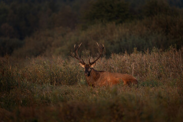 Red deer is walking through the meadow. Male of deer during rutting time. Wildlife in Poland. 