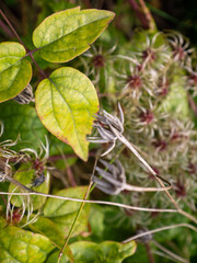 wild flowers in close up macro 
