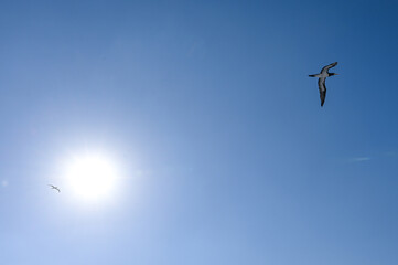 青空に舞う海鳥と太陽