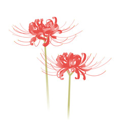 Obraz premium 彼岸花のイラスト