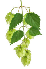 Hop cones branch isolated on white background. Beer brewing ingredients