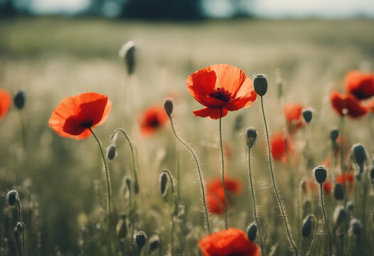 Summer meadow with red poppies