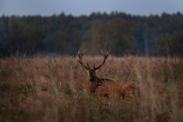 Red deer is walking through the meadow. Male of deer during rutting time. Wildlife in Poland. 