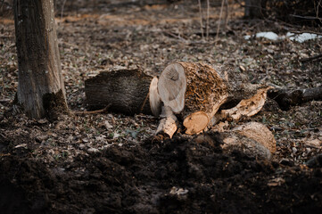 Fallen Tree Trunk and Log Pieces on Forest Ground
