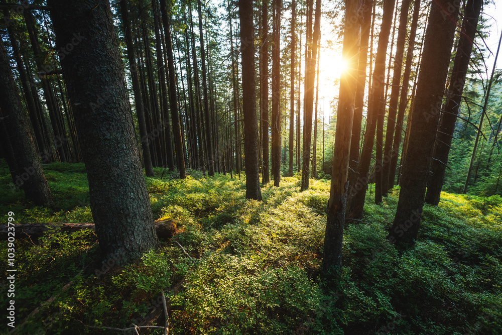 Aufkleber the sun's rays create a mystical atmosphere in an old coniferous forest on a summer evening.