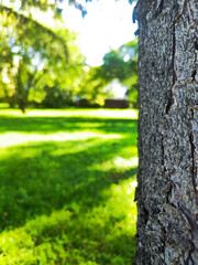 Close-Up of Tree Bark in a Sunlit Park