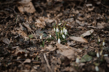 Delicate Snowdrops Emerging Amongst Autumn Leaves in a Forest Floor Setting