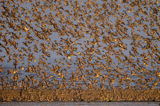 Flock of black-tailed godwits in flight at location 712010