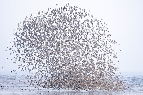 Aerial display of a massive flock of birds over sea at Great Plover