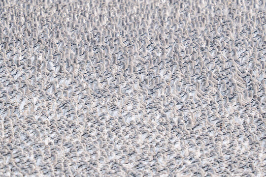 Large flock of sandpipers gathered on a coast in Great Plover