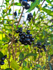 Close-Up of Glossy Black Berries on a Branch in a Lush Garden