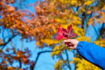 Boy hand holding red maple leaves again beautiful autumn trees background.