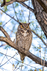 Obraz premium Winston Churchowl