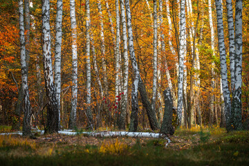 Fototapeta premium Autumn in the forest. Beautiful autumn colors in the forest. Autumn foliage in the forest