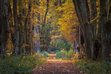 Autumn in the forest. Beautiful autumn colors in the forest. Autumn foliage in the forest
