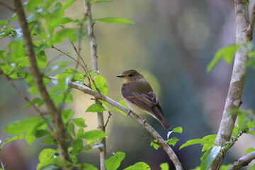 Narcissus Flycatcher  on the way to autumn
