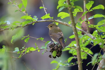 Narcissus Flycatcher  on the way to autumn