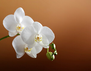 A branch of a beautiful white orchid with buds and blooming flowers on a white background, isolated. The green leaves of the plant are blurred in the background. Phalaenopsis