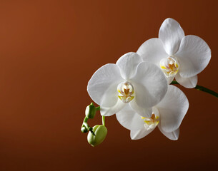 A branch of a beautiful white orchid with buds and blooming flowers on a white background, isolated. The green leaves of the plant are blurred in the background. Phalaenopsis