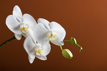 White orchid