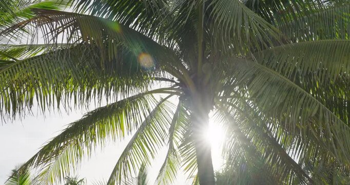 Coconut palm tree against sunshine wind sky. walk under sun point of view (POV)  tropical beach low angle view.