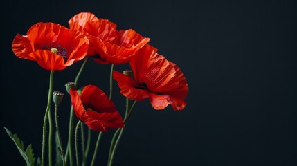 Obraz premium Vibrant red poppies on dark background, elegant floral contrast and minimalist botanical design for decor usage