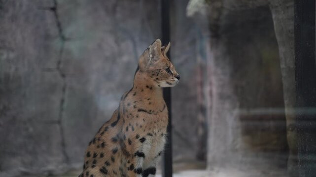 A wild serval in the zoo.