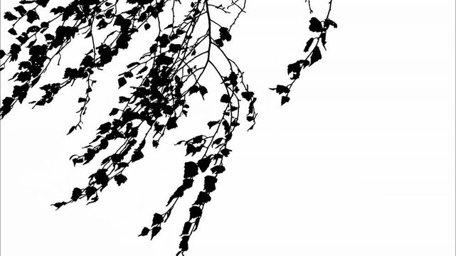 The silhouette of the birch branches swaying in the strong wind. White background.
