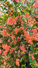 A vibrant cluster of pink and orange flowers of bougainvillea in full bloom, with green leaves providing contrast. The dense foliage and blossoms create a lively, natural scene of floral beauty