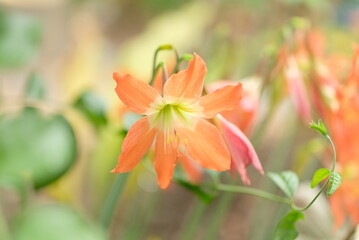 Orange Striped Barbados lily (Hippeastrum). Close up detail of Striped Barbados Lily