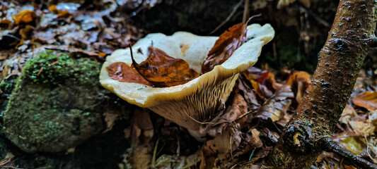 Mushrooms in the forest after rain. Mushroom picking season.
