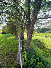 Fototapeta premium Row of Trees Lining a Stone Fence in a Peaceful Park Setting
