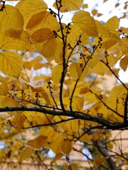 Obraz premium Herbstlaub an Buche