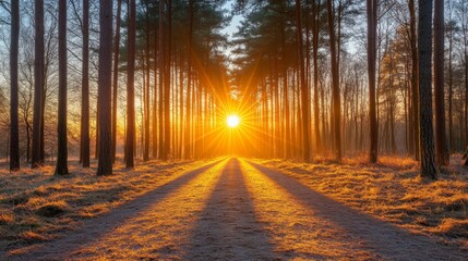 Golden Sunlight Filtering Through Trees in a Forest Path