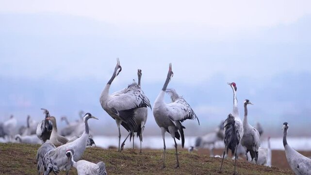 Cranes (Grus grus) scream and call loudly in a large group close up
