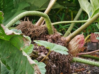Gunnera, deutsch auch Mammutblatt