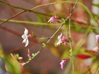 Prachtkerze im Garten