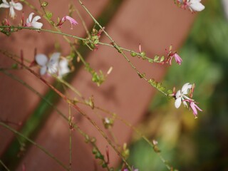 Prachtkerze im Garten