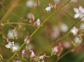 Prachtkerze im Garten