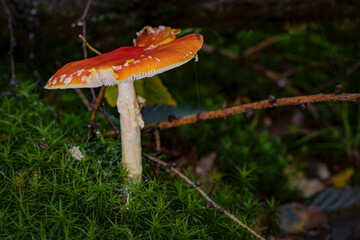 Fly agaric mushroom (Amanita muscaria) in the forest