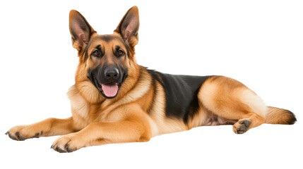 Obraz premium german shepherd dog, laying down, isolated, transparent, png background