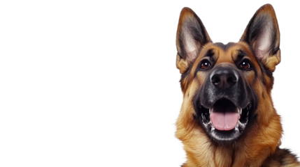 profile of german shepard dog, isolated, transparent, png background