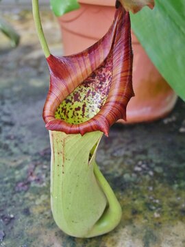 Nepenthes mirabilis