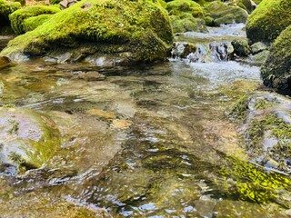 Fototapeta premium waterfall in the forest