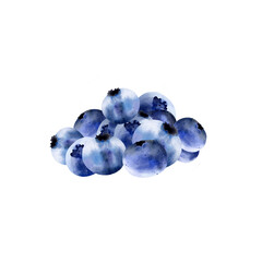 Blueberries with leaves, on a white background. Isolated. Botanical illustration in realistic style. Hand drawn in watercolor for design, fabric printing, scrapbooking, cards