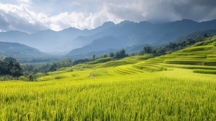 Obraz premium Lush Green Rice Terraces Surrounded by Mountains and Clouds