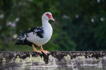 White Duck in a fence