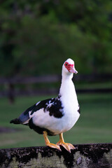 White Duck