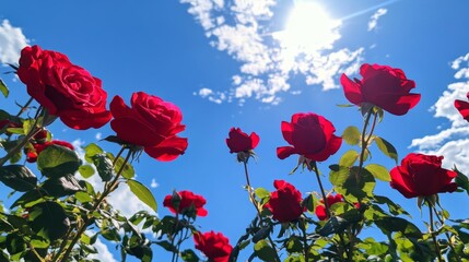 Obraz premium Red Roses Blooming Against a Bright Blue Sky with White Clouds